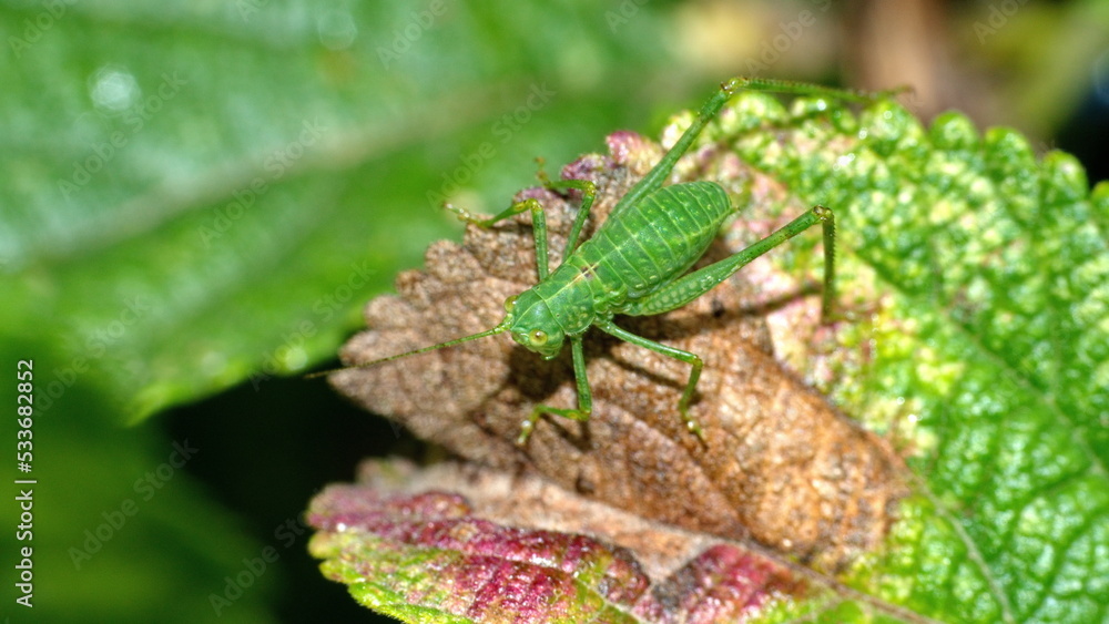 Green katydid nymph on a leaf in Cotacachi, Ecuador Green katydid nymph on a leaf in Cotacachi, Ecuador