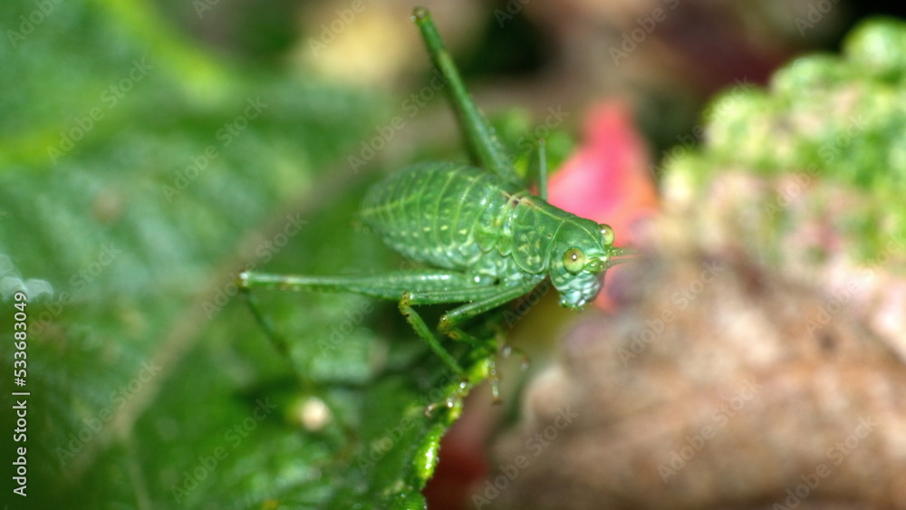 Green katydid nymph on a leaf in Cotacachi, Ecuador Green katydid nymph on a leaf in Cotacachi, Ecuador