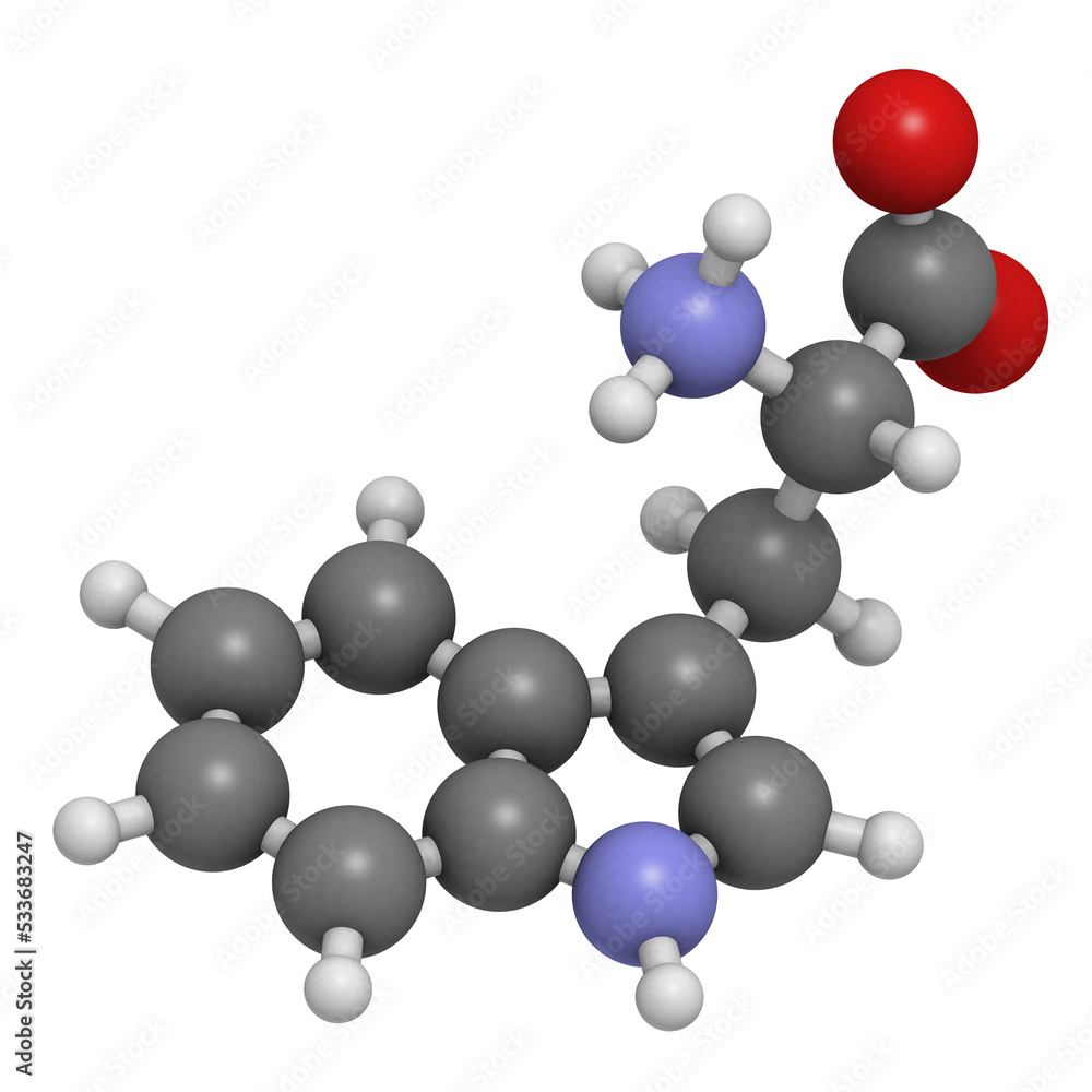 Tryptophan (Trp, W) amino acid, molecular model. Tryptophan (Trp, W) amino acid, molecular model.
