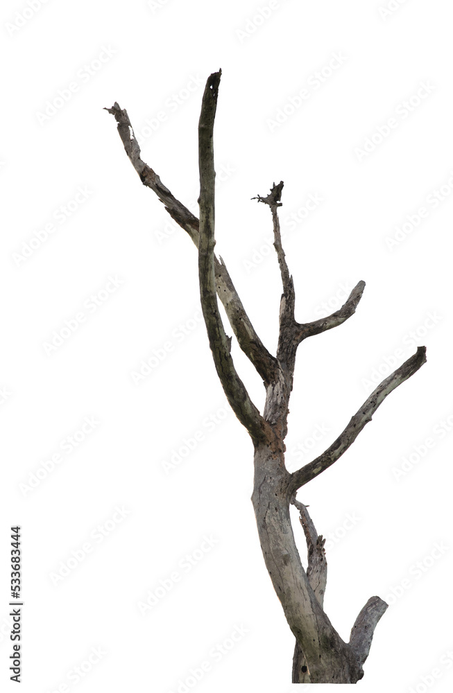 Fototapeta premium Dead tree on the white background