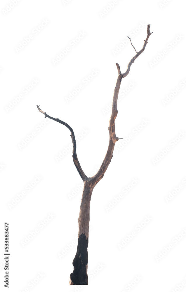 Fototapeta premium Dead tree on the white background