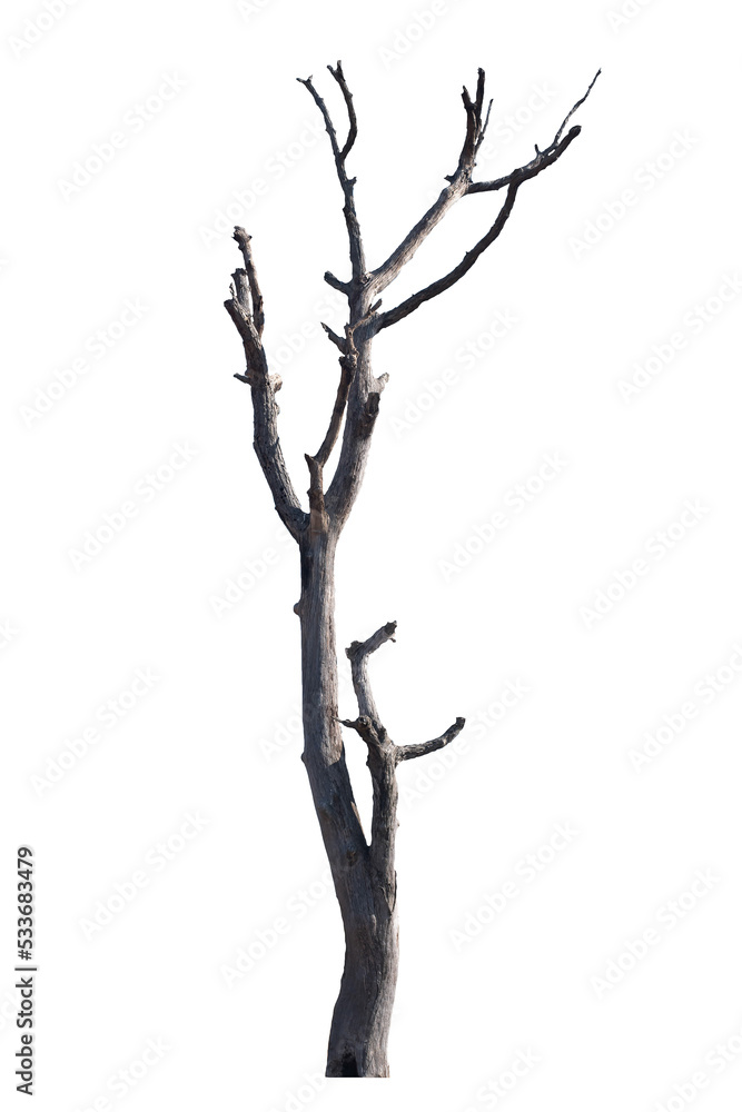 Obraz premium Dead tree on the white background