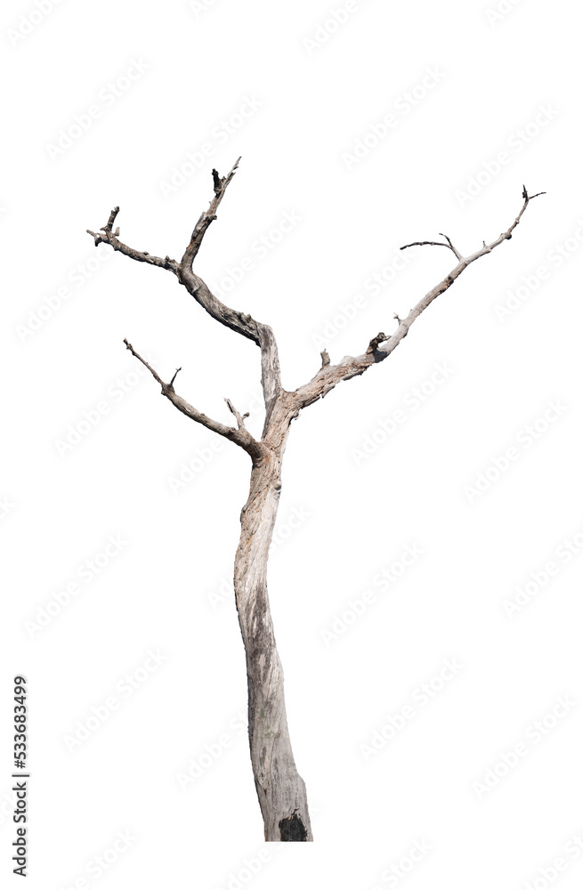 Fototapeta premium Dead tree on the white background