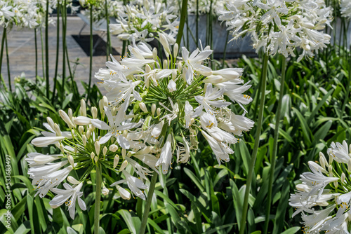 Common Agapanthus (Agapanthus praecox) in garden, Montevideo, Uruguay