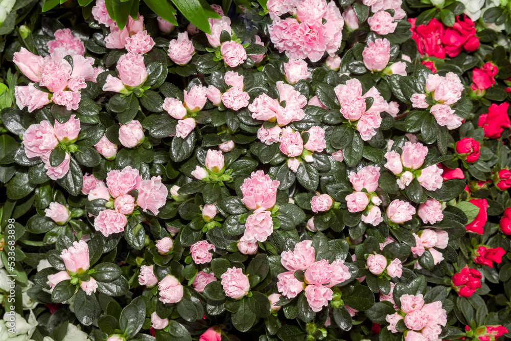 Indian Azalea (Rhododendron simsii) in greenhouse Indian Azalea (Rhododendron simsii) in greenhouse