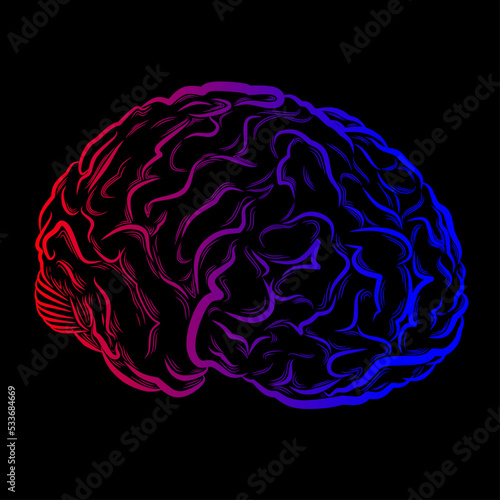 human brain vector drawing