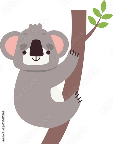 Photography koala cute animal zoo isolated clipart