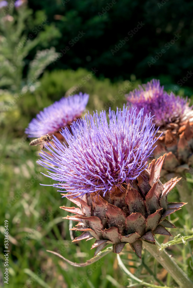 Globe Artichoke (Cynara scolymus) in park, Yalta, Crimea Globe Artichoke (Cynara scolymus) in park, Yalta, Crimea