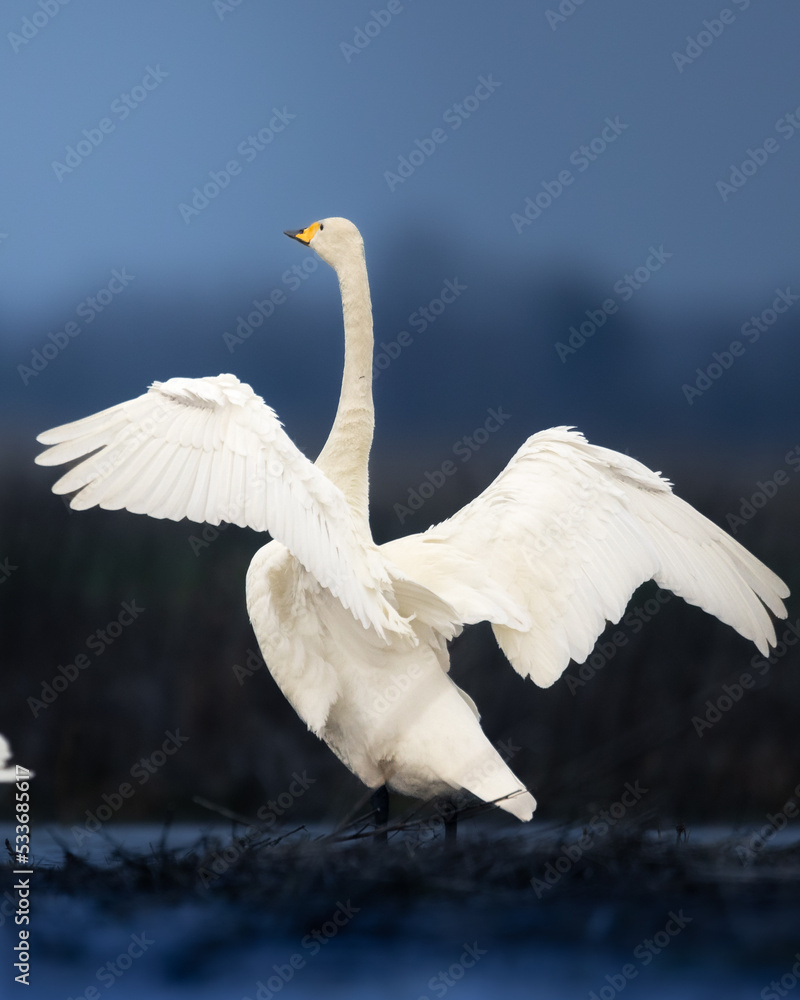 Obraz premium Bird Whooper Swan Cygnus cygnus in early morning light, Poland Europe