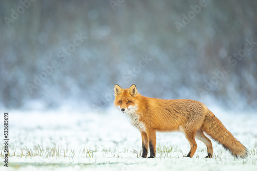 Fox Vulpes vulpes in winter scenery, Poland Europe, animal walking among snow in amazing warm light © Marcin Perkowski