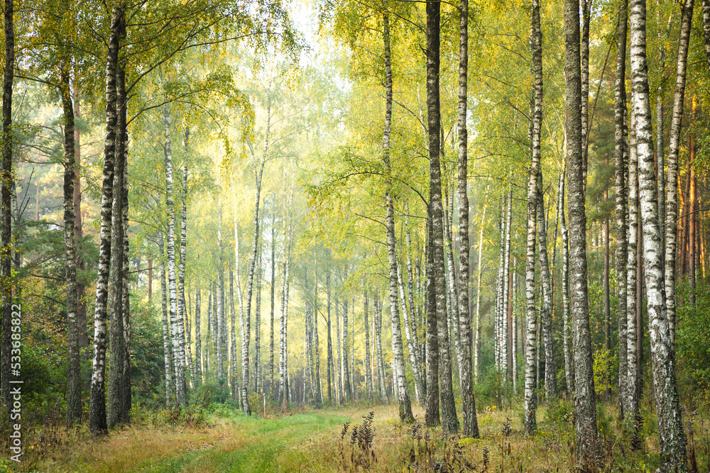 Obraz premium Misty autumn forest. Early autumn in misty forest. Morning fog in autumn forest Poland Europe