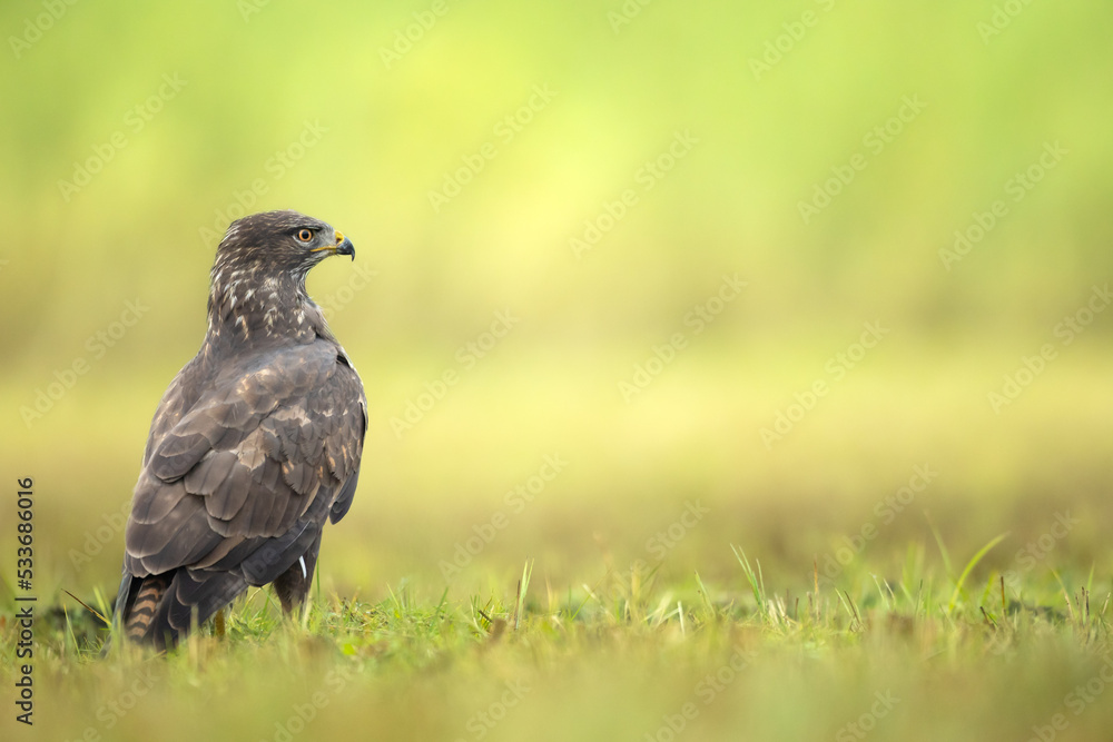 Common buzzard (Buteo buteo) in the fields, buzzards in natural habitat, hawk bird on the ground, predatory bird close up Common buzzard (Buteo buteo) in the fields, buzzards in natural habitat, hawk bird on the ground, predatory bird close up