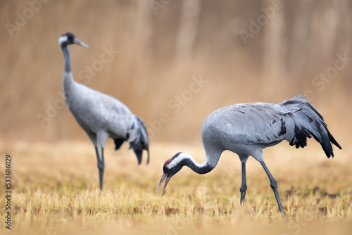 Wild common crane, grus grus, walking on hay field in spring nature. Large feathered bird landing on meadow from side view. Animal wildlife in wilderness.