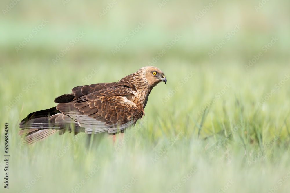Birds of prey - Marsh Harrier male Circus aeruginosus hunting time Birds of prey - Marsh Harrier male Circus aeruginosus hunting time