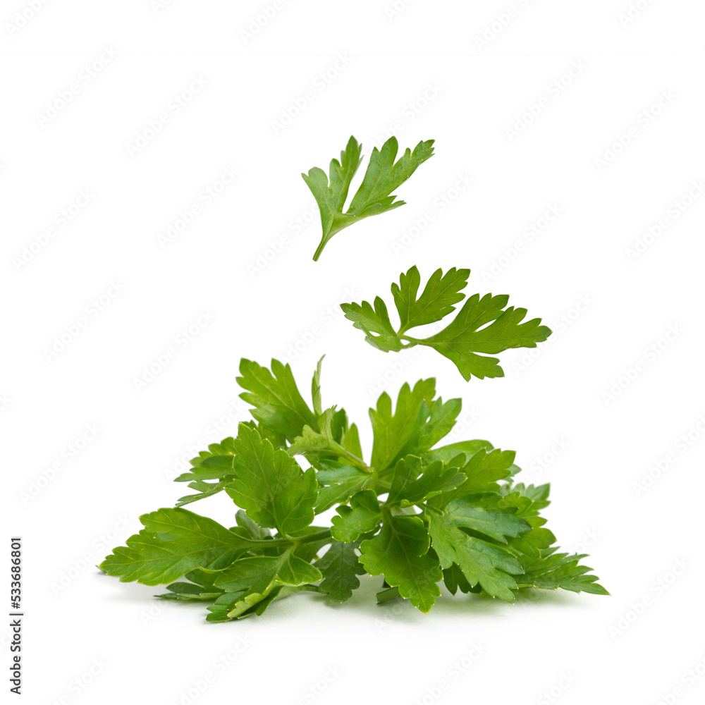 Sprigs of parsley on a white isolated background Sprigs of parsley on a white isolated background