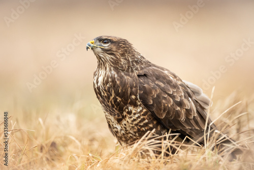 Common buzzard (Buteo buteo) in the fields, buzzards in natural habitat, hawk bird on the ground, predatory bird close up