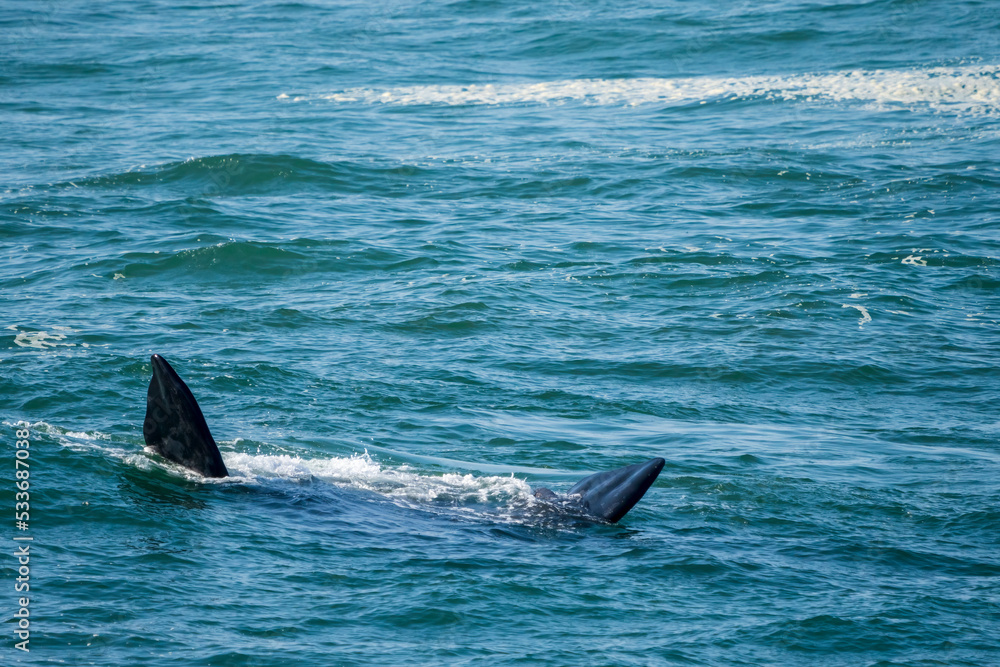 Fototapeta premium Southern right whale (Eubalaena australis) pectoral fins. Hermanus, Whale Coast, Overberg, Western Cape, South Africa.