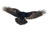 Birds flying raven isolated on white background Corvus corax. Halloween - black flying bird silhouette
