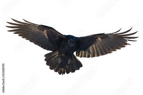 Birds flying raven isolated on white background Corvus corax. Halloween - black flying bird silhouette