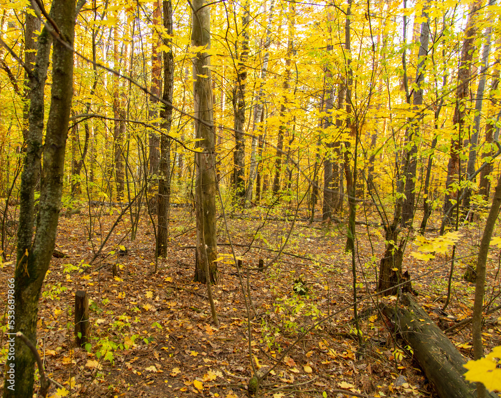 Fototapeta premium Trees in the forest in autumn.
