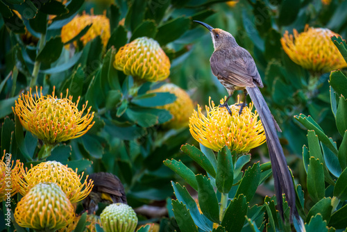 Cape sugarbird (Promerops cafer) on a  Pincushion protea floweer. Hermanus, Whale Coast, Overberg, Western Cape, South Africa. photo