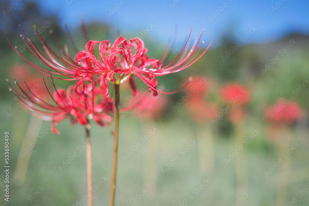 彼岸花, 曼殊沙華