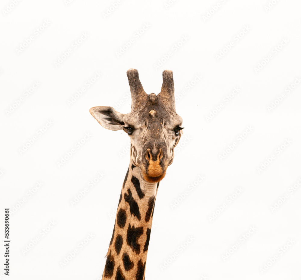 Fototapeta premium A Giraffe pointing to the right direction with its ear.