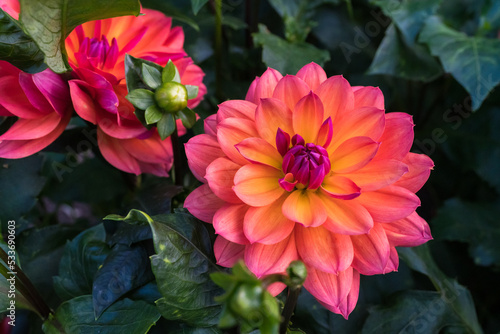 red and yellow dahlia