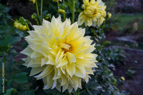 yellow dahlia flowers in the garden