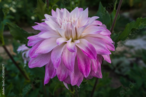 pink and white dahlia