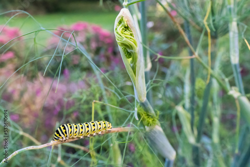 Monarch Caterpillar