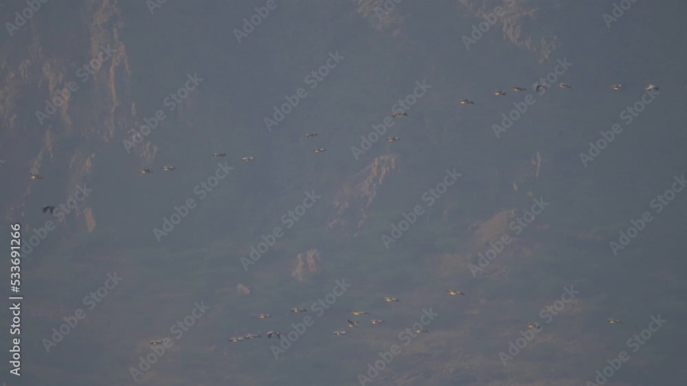 Storks are flying toghether in a line Storks are flying toghether in a line