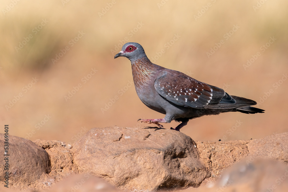 Fototapeta premium Speckled pigeon (Columba guinea) at a waterhole, Namib desert, Namibia, South Africa