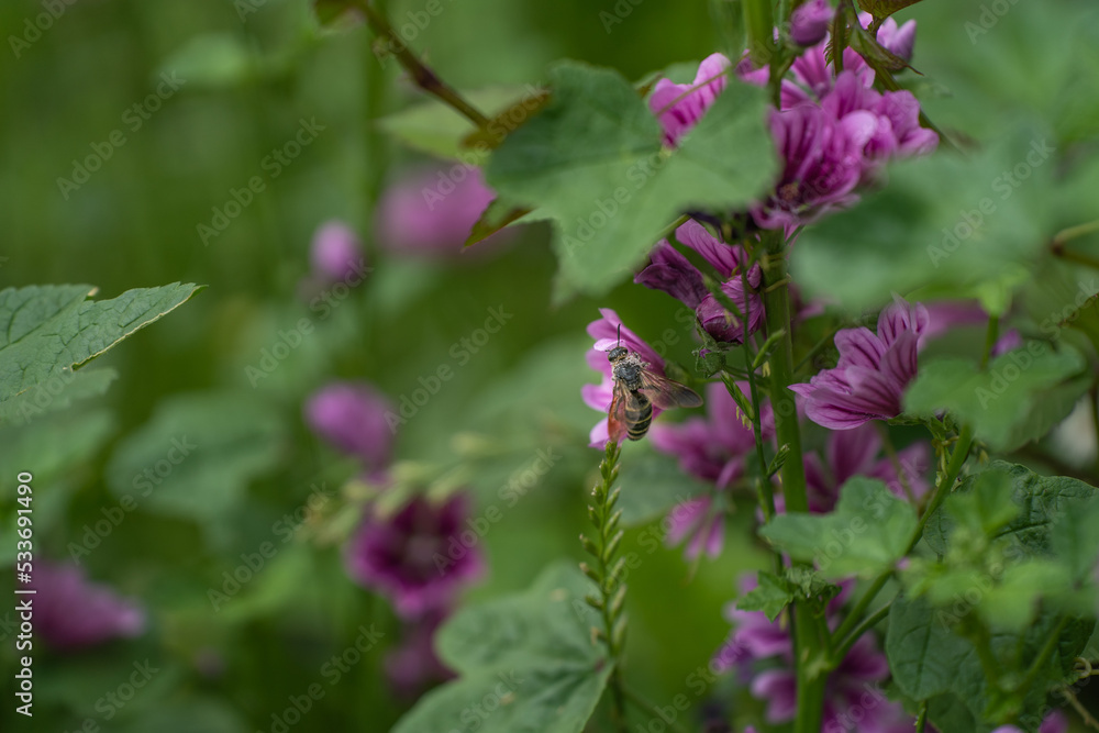 初夏のウスベニアオイの花にしがみつくハチ