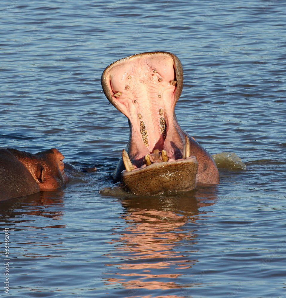 Fototapeta premium Ippopotamo nel quotidiano