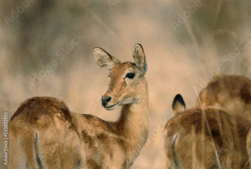 Female Puku in Grass, Botswana photo