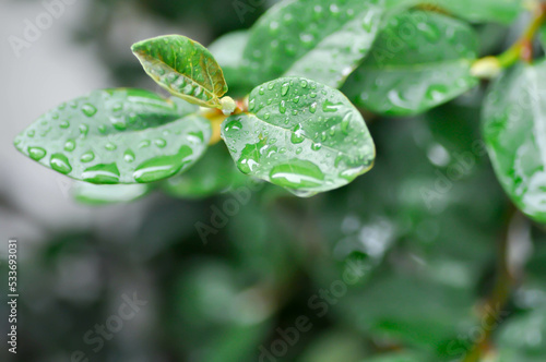 ficus pumila or climbing fig or MORACEAE and dew drop