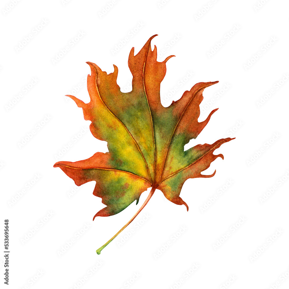 Maple leaf watercolor illustration isolated on white Maple leaf watercolor illustration isolated on white