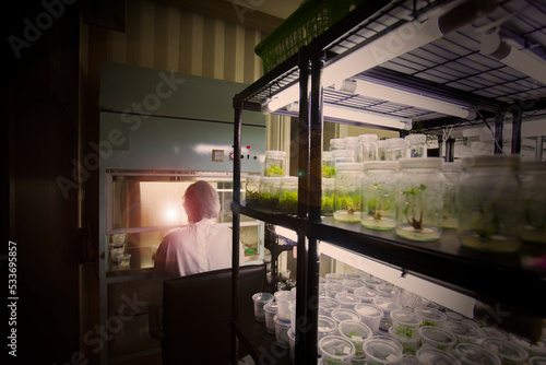 Tissue culture or plant culture