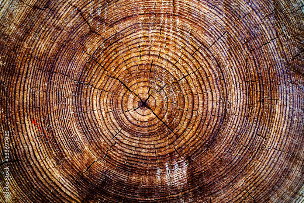 A cut of a tree trunk with rings and cracks. Texture of cut pine wood. Flat lay frame. Close-up A cut of a tree trunk with rings and cracks. Texture of cut pine wood. Flat lay frame. Close-up