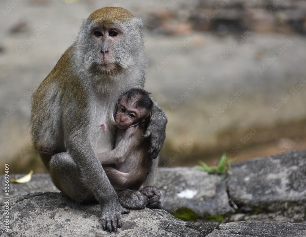 Naklejka premium Mother macaque monkey caring for her baby