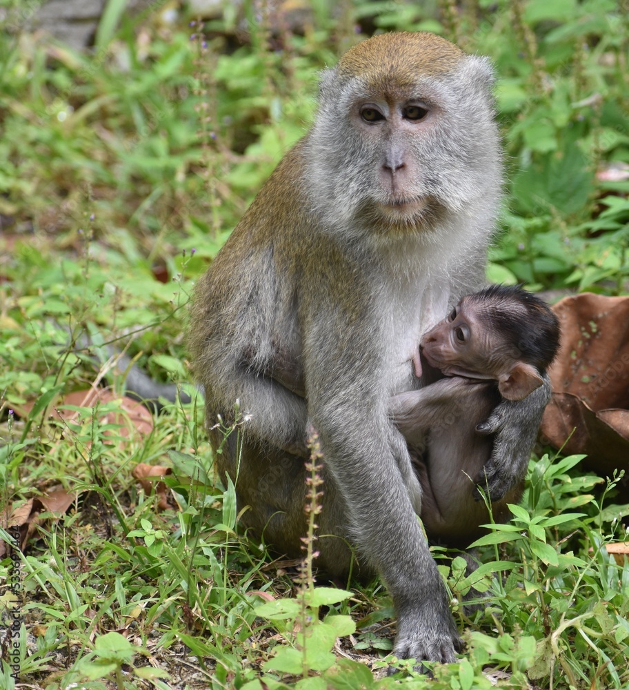 Mother macaque monkey looking after her baby in the jungle