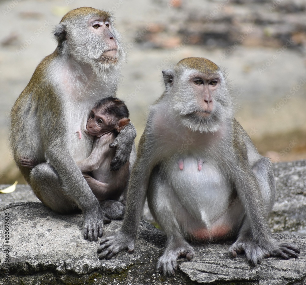 Macaque monkey family sitting in a park in Malaysia