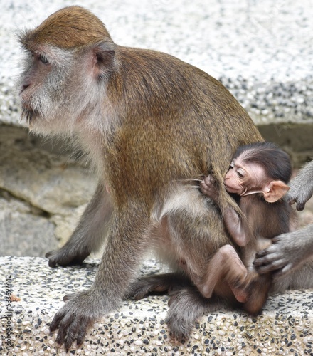 Baby macaque monkey clinging on the its mother in a Malaysian park