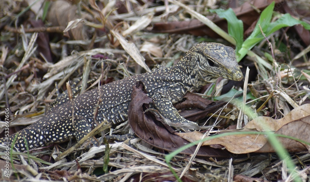 Young monitor lizard hunting in leaves in a park Stock Photo Adobe Stock