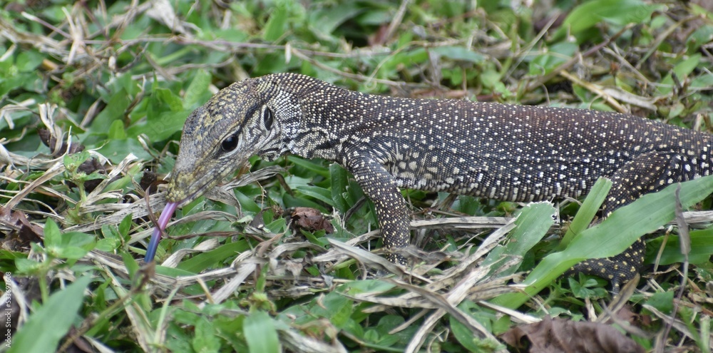 Close up of a young monitor lizard hunting in a Malaysian park Close up of a young monitor lizard hunting in a Malaysian park