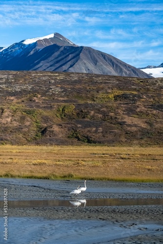 Two trumpeter swans in the mountains, Yukon
