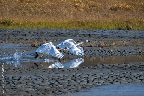 Two trumpeter swans flying away in Yukon
