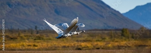Two trumpeter swans flying in Yukon
