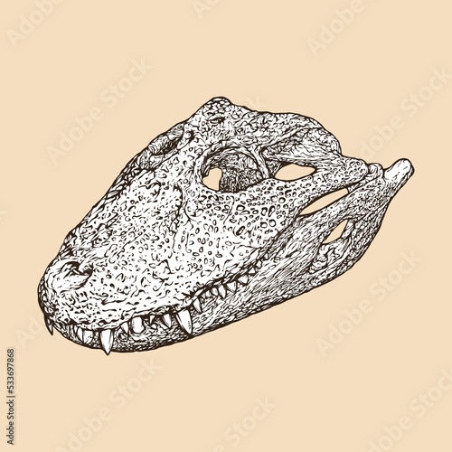 broad snouted caiman skull head vector illustration